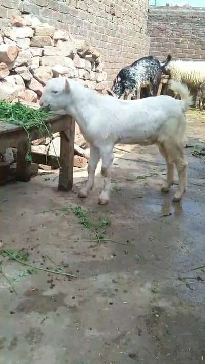 Tedda white & pure rajanpuri pathii