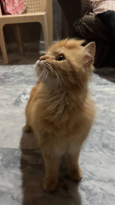 Persian cat for sale