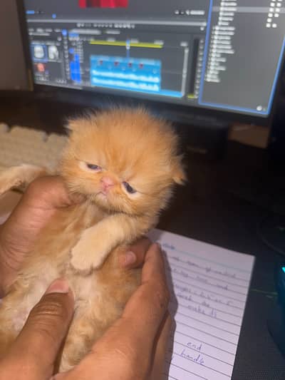 Peki kitten for sale