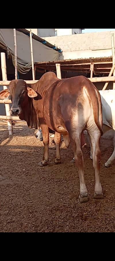 Sahiwal Bachra 2026 Qurbani 4 mann Pakka kheera