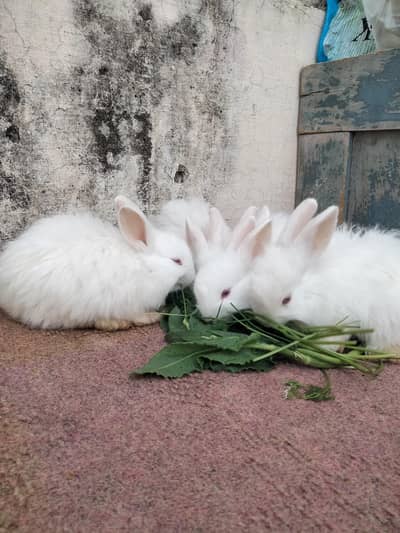 rabbits bunny for sale each piece 700