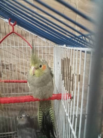 I sell my best quality cocktail parrot one Pair and with one female