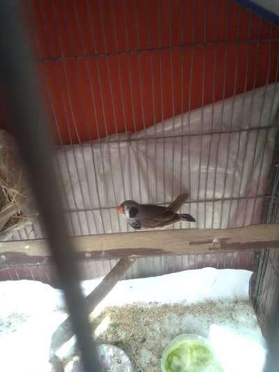 Haf orange male full female