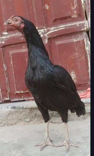 Female aseel mianwali 03083071000