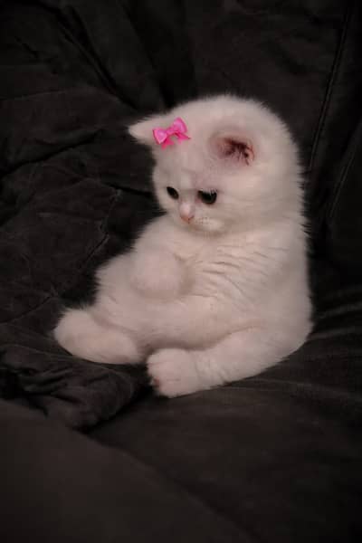 3 Persian Kittens (2 Female + 1 Double Eye Male) with Cage & Accessor