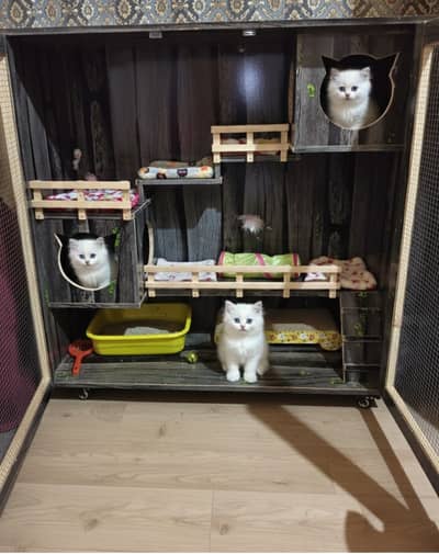 3 Persian Kittens (2 Female + 1 Double Eye Male) with Cage & Accessor