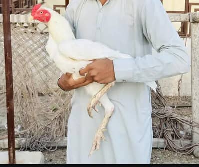 Hera aseel and red female