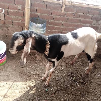 beetal croos 2 bakray