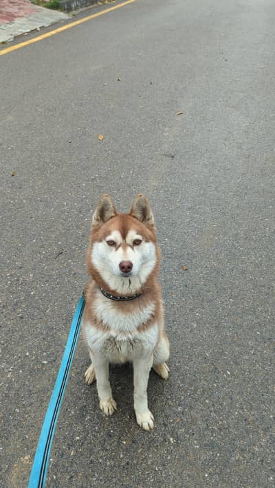 Siberian husky copper female