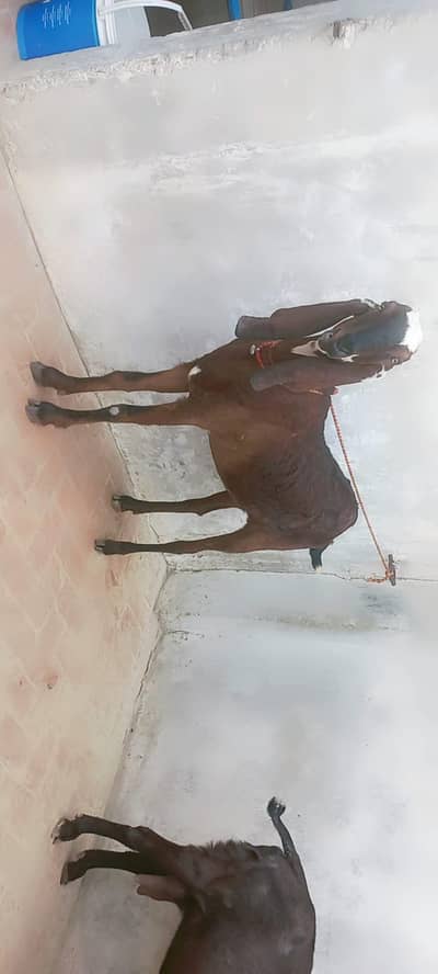 Nagri sahiwal 1 timer bakri for sale 03006385030