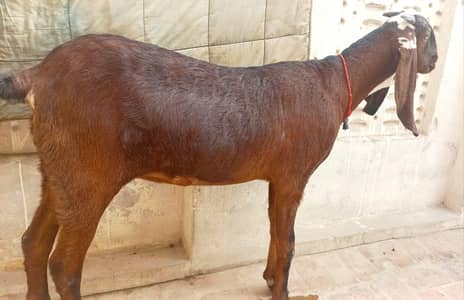 Nagri sahiwal 1 timer bakri for sale 03006385030