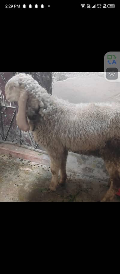 Bakra sheep 2 dant heavy w8 ha