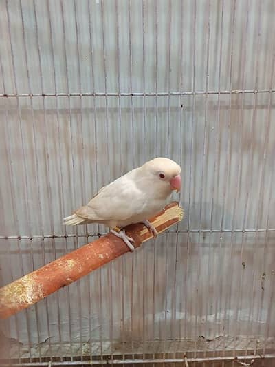 love birds and Australian breeder pair available in red and black eye