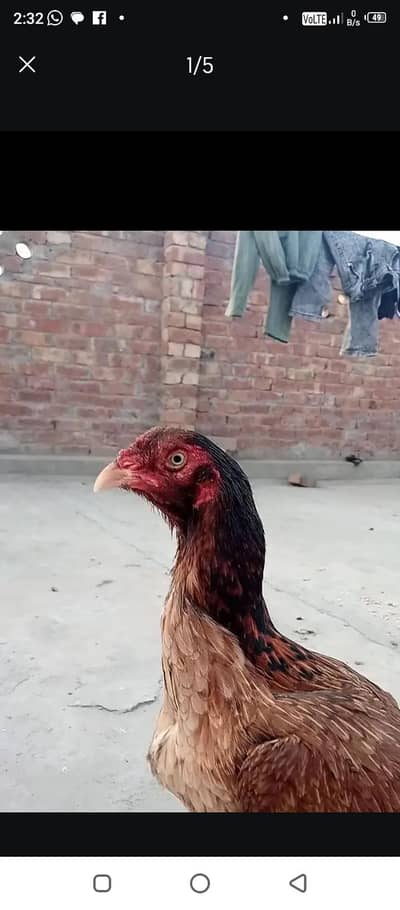 Top quilty madi long hight band gadi 3kG wazan