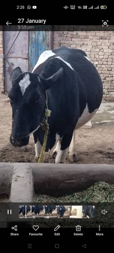 Gulabi Nukri Wachi (Female) & Milking Cow