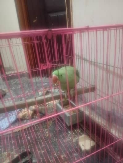 kashmiri raw Parrot   healthy and active contact03246729447