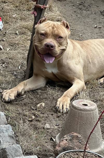 American pitbull doh sale