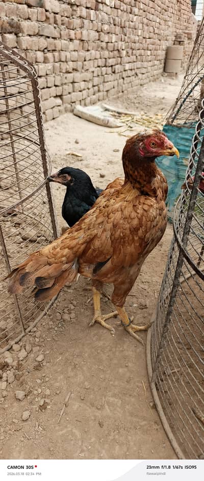 Quality Peeli Aseel Madi Watsap 03014748382