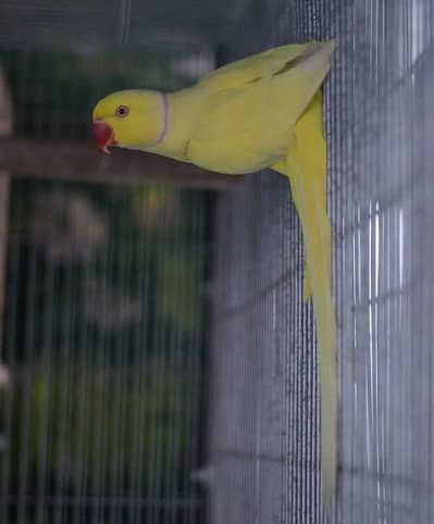 Yellow/Lutino Ringneck Breeder Pairs