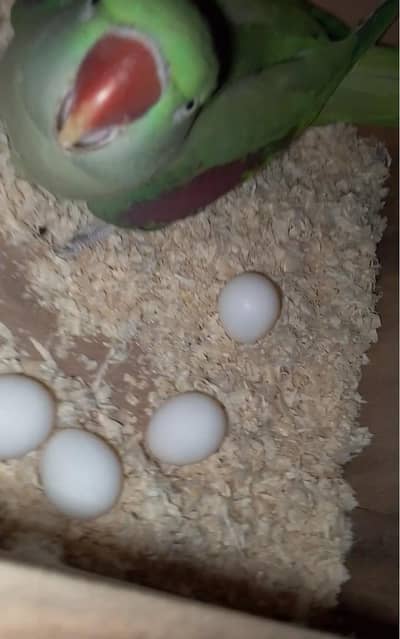 Talking female for sale l