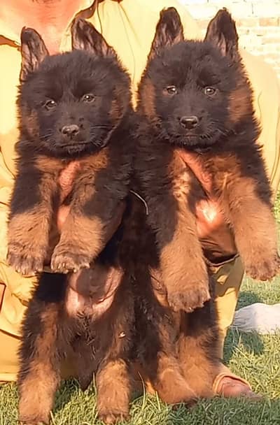 German Shepherd puppies for sale