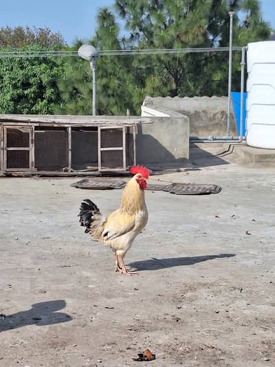 ghari ki murgi se nikle hen sav