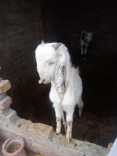 bakra for sale
