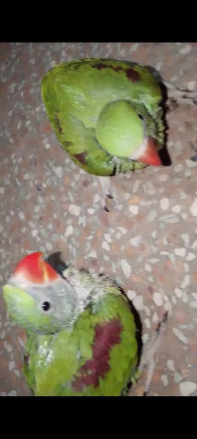 full jambo size chick pair available