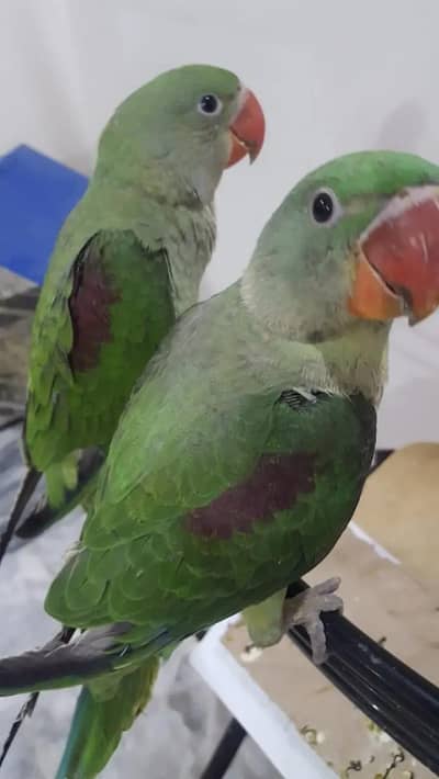 Parrot Raw Kashmiri Pahari