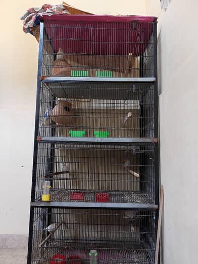 different birds for sale