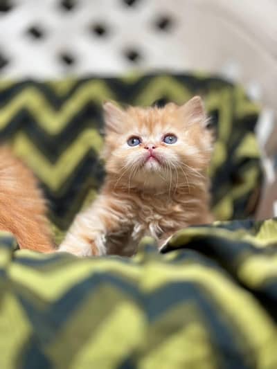 Persian kittens triple coat pair  for sale contact whatsap 03258943378
