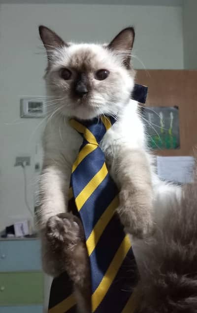 pet cat white grey 6 month baby