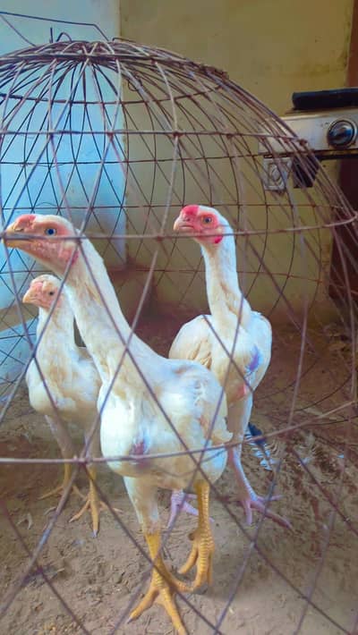 indian parrot beak aseel