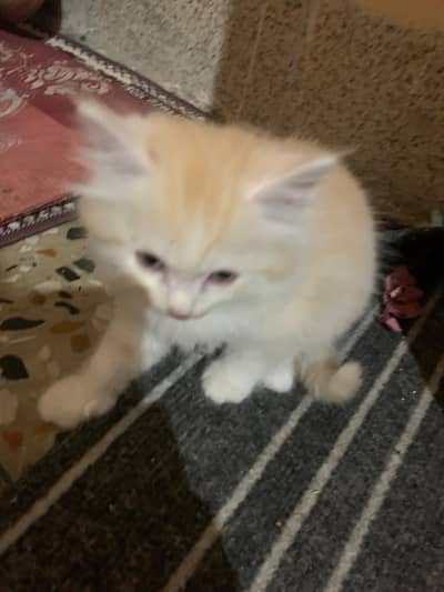 double coat persian  kittens