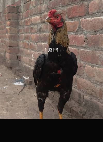 Aseel kamalia for sale