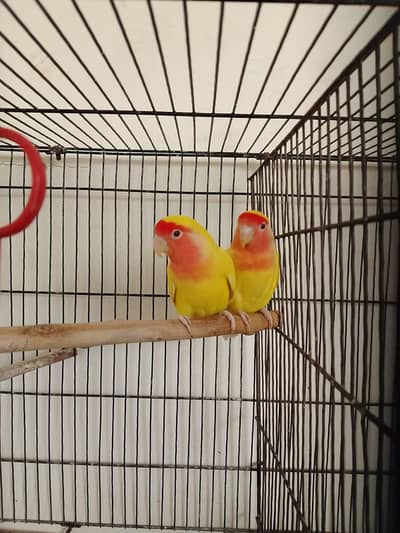 love birds and cockatiel with cage
