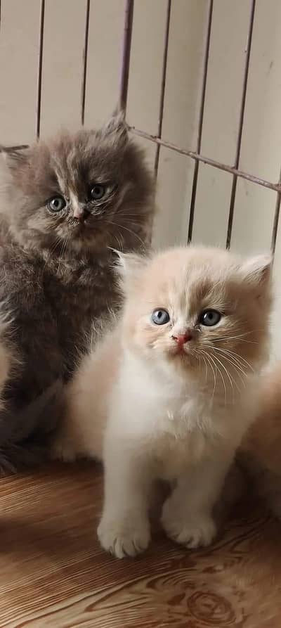 Persian kittens triple coat pair  for sale contact whatsap 03258943378