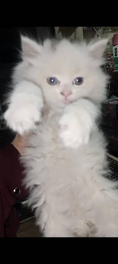 kitten ,argent sale ,persion