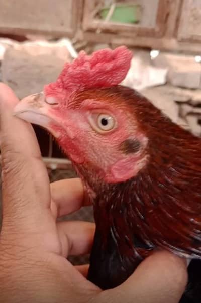 Amroha X Mianwali Aseel patha