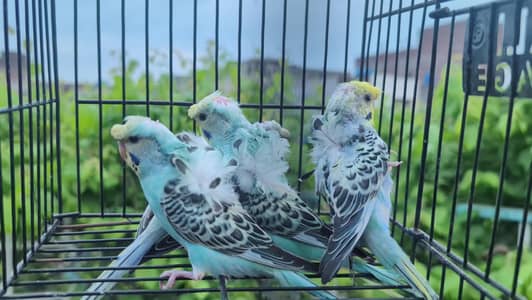 hogoromo double flower phathay and breedr pieces