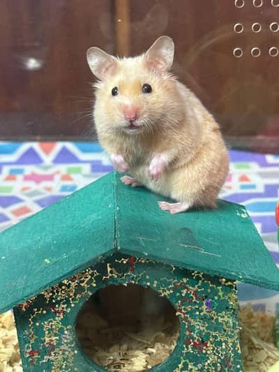 HOME BASED HAMSTERS FOR SALE
