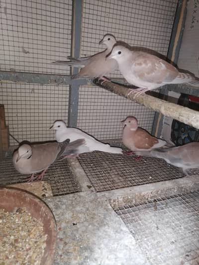 Adult dove 3 pairs for sale