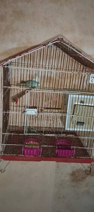 female Australian red eyes, male black eyes