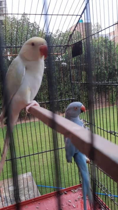 blue male and lacewing female