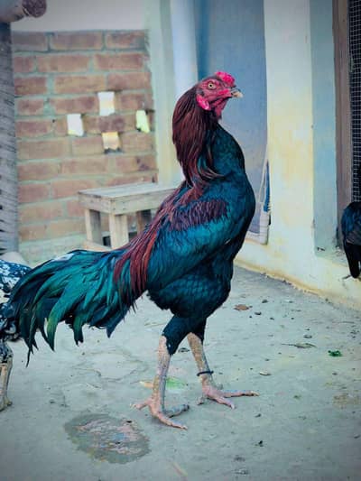 aseel thae pakoya hint father