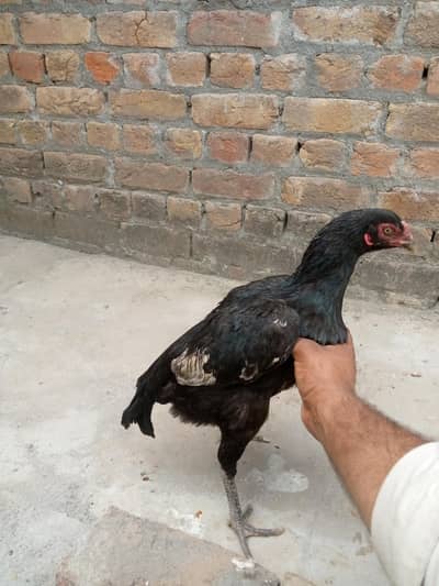 mashallah egg da re ha