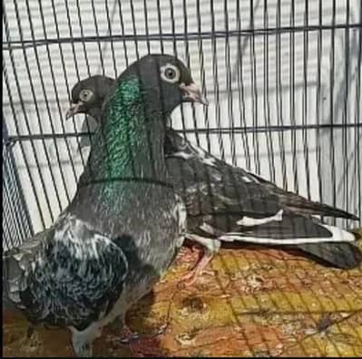 Ferozpuri Breed Available. ( Rear )