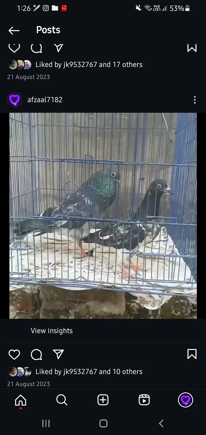 Ferozpuri Breed Available. ( Rear ) — photo 4