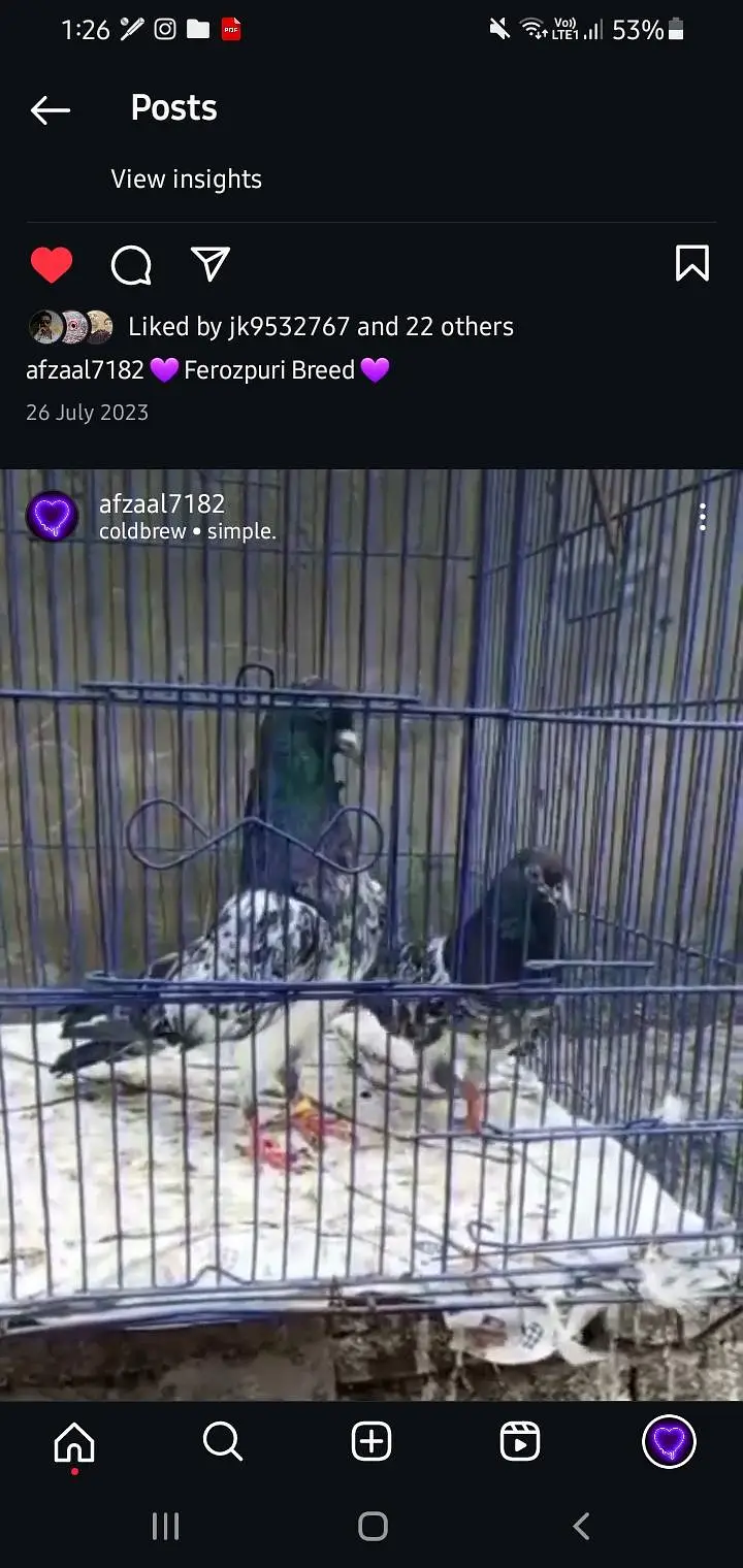 Ferozpuri Breed Available. ( Rear ) — photo 5