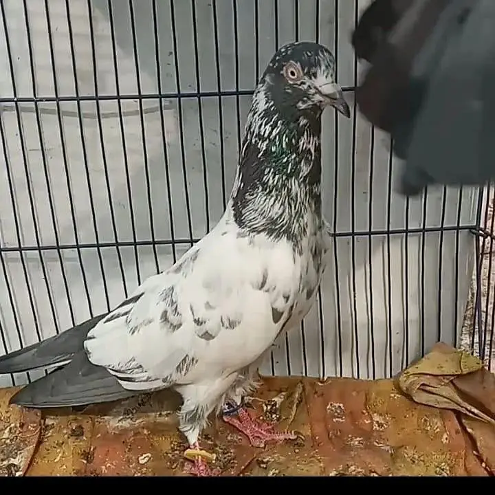 Ferozpuri Breed Available. ( Rear ) — photo 9